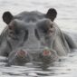 wechiau-hippo-sanctuary-and-river-safari